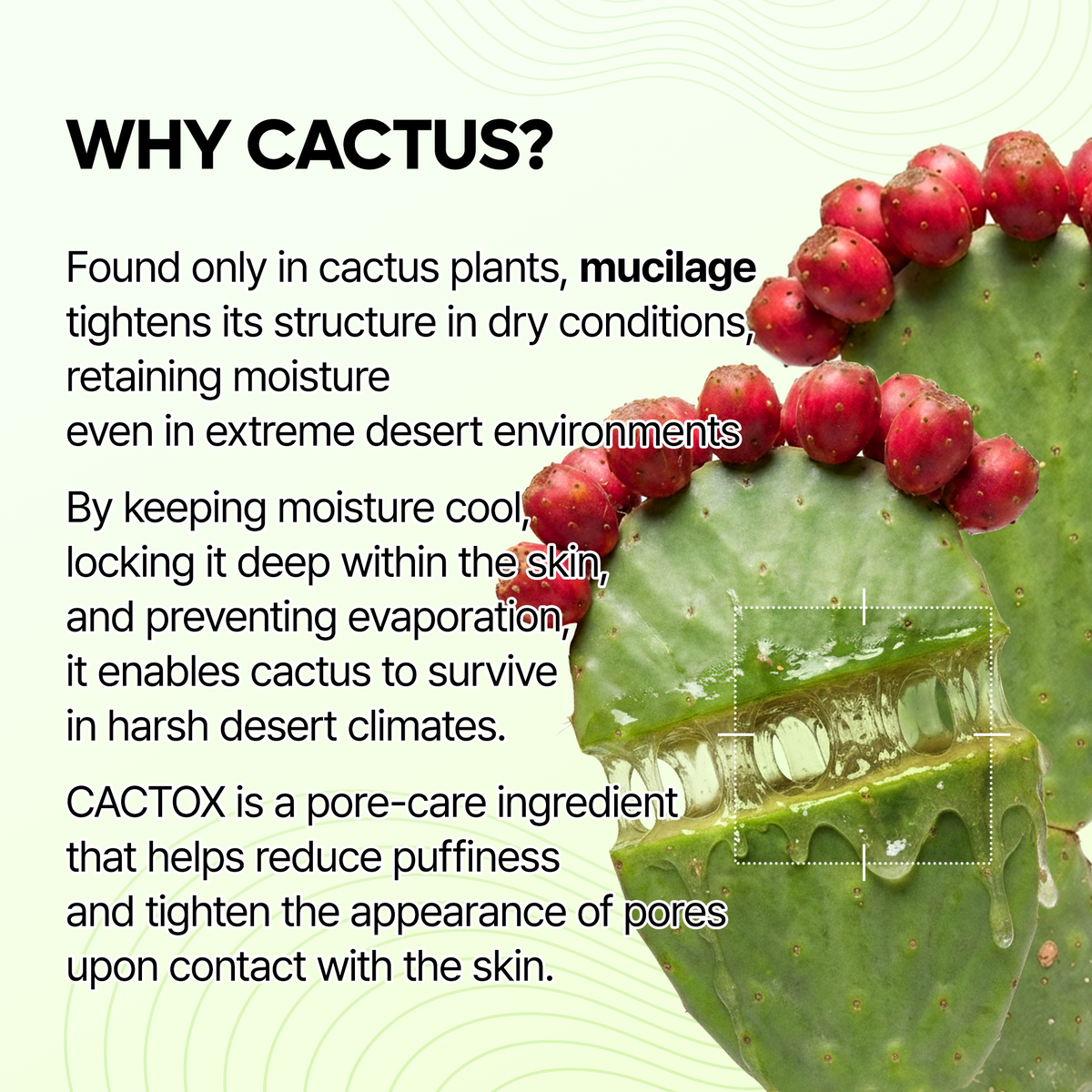 Cactox Pore Relief Jelly Serum Mist - Dr.Melaxin.us
