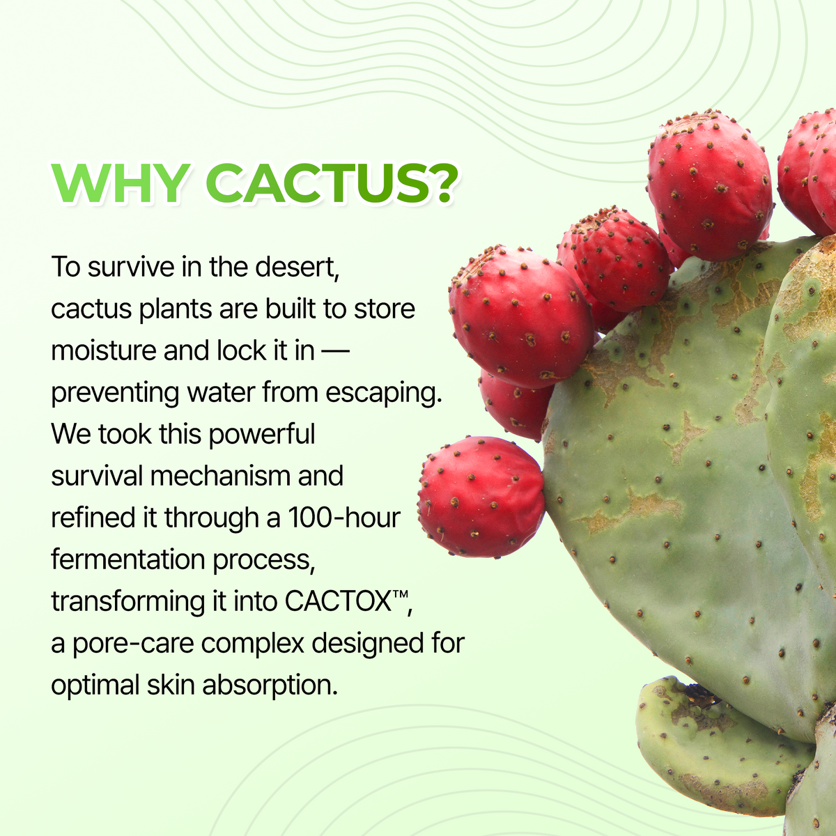 Cactox 3-Step Nose Mask Pack - Dr.Melaxin.us