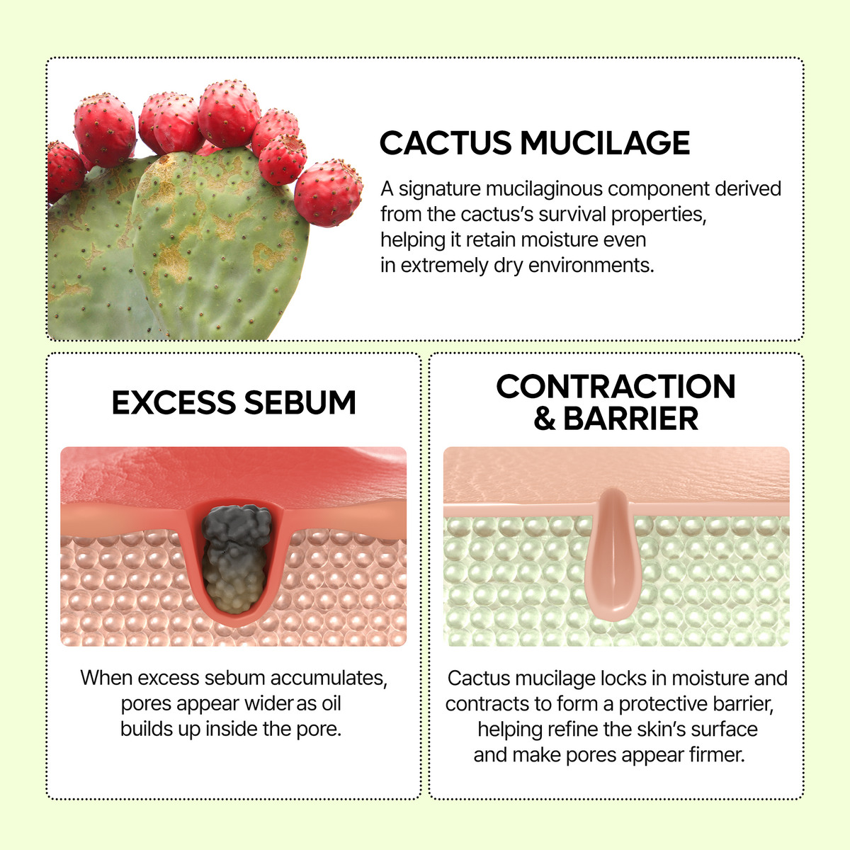Cactox Pore Relief Serum - Dr.Melaxin.us